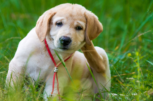 Puppy