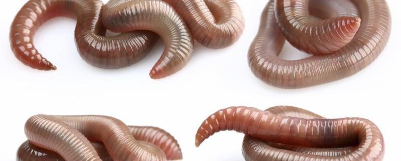 Earthworms