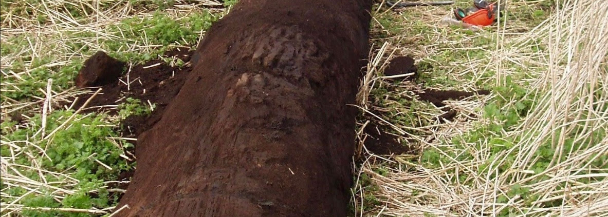Bog Oak Guitar